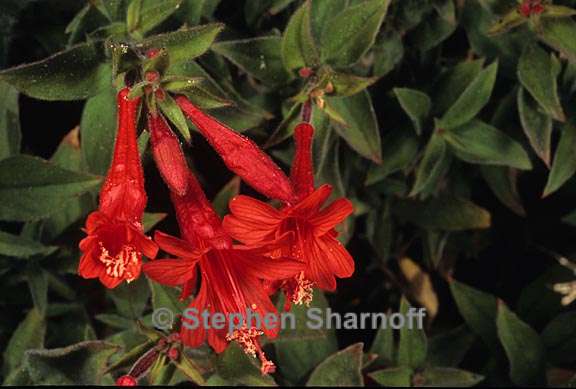 epilobium canum ssp latifolium 2 graphic